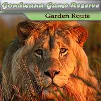 Gondwana Game Reserve - Garden Route